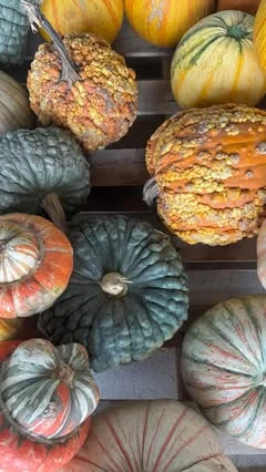 Heirloom pumpkins in blue-gray, orange and warty gold