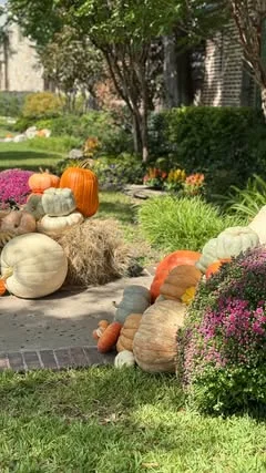 A garden bed styled with pumpkins and mums