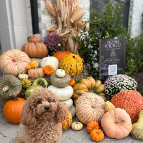 A styled cluster of heirloom pumpkins, mums and cornstalks beside a Prosper Porch Co. yard sign, with a curly-haired dog in front
